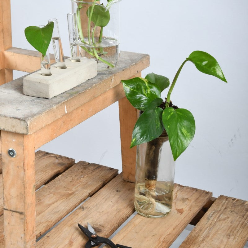 Planter Self Watering Bottle (7 x 7 x 22cm) - Set of 2