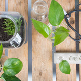 Planter Self Watering Bottle (7 x 7 x 22cm) - Set of 2