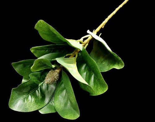Magnolia Leaf Spray with Bud