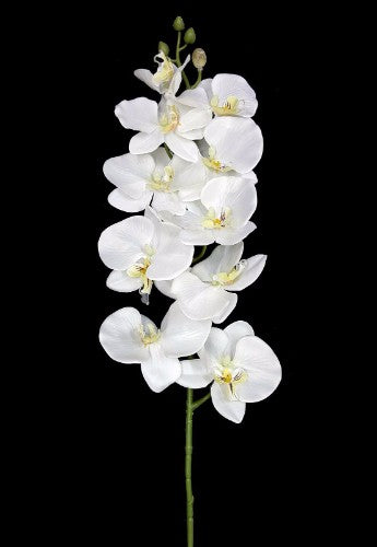 White Orchid - 101cm