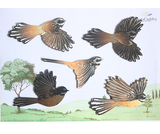 Printed ACM  Fantail Set - Wall Art