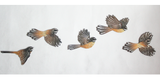 Printed ACM  Fantail Set - Wall Art