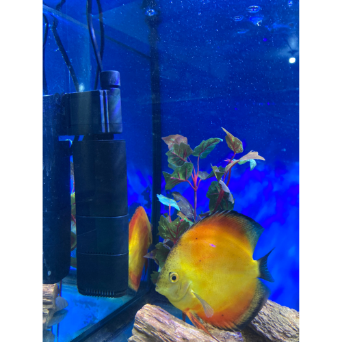 GKM UV Filter - 3W (Up to 70L)