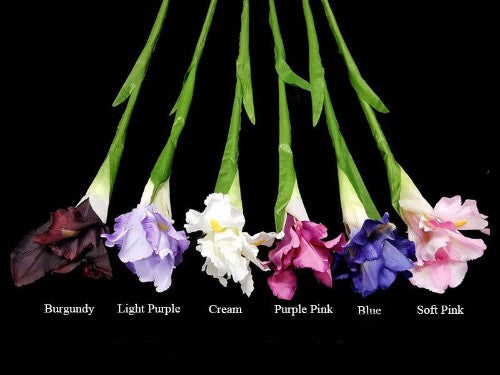 Cream Iris