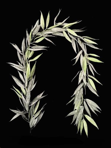 Bay Leaf Garland (6')