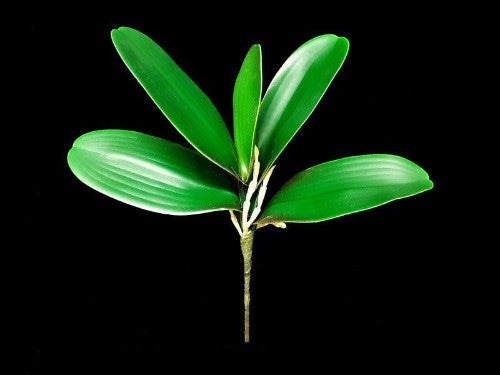 Orchid Leaf with Roots (Type 2)