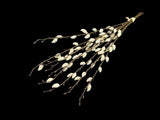 Pussy Willow Bush