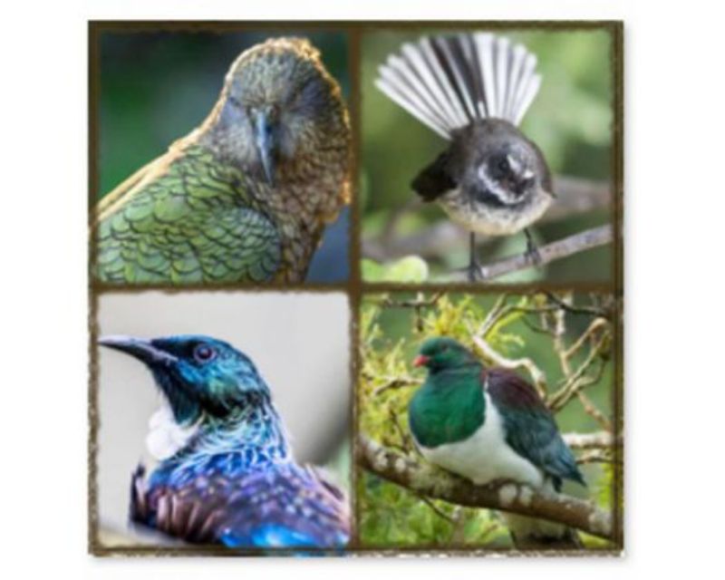 Trivet NZ Birds