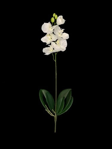 Phalaenopsis Spray with Leaf