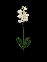 Phalaenopsis Spray with Leaf