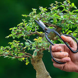Bonsai Shears - Large 12 x 19cm (Set of 2)