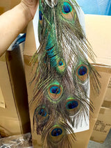 Ornament - Peacock - Natural Feather (Large)