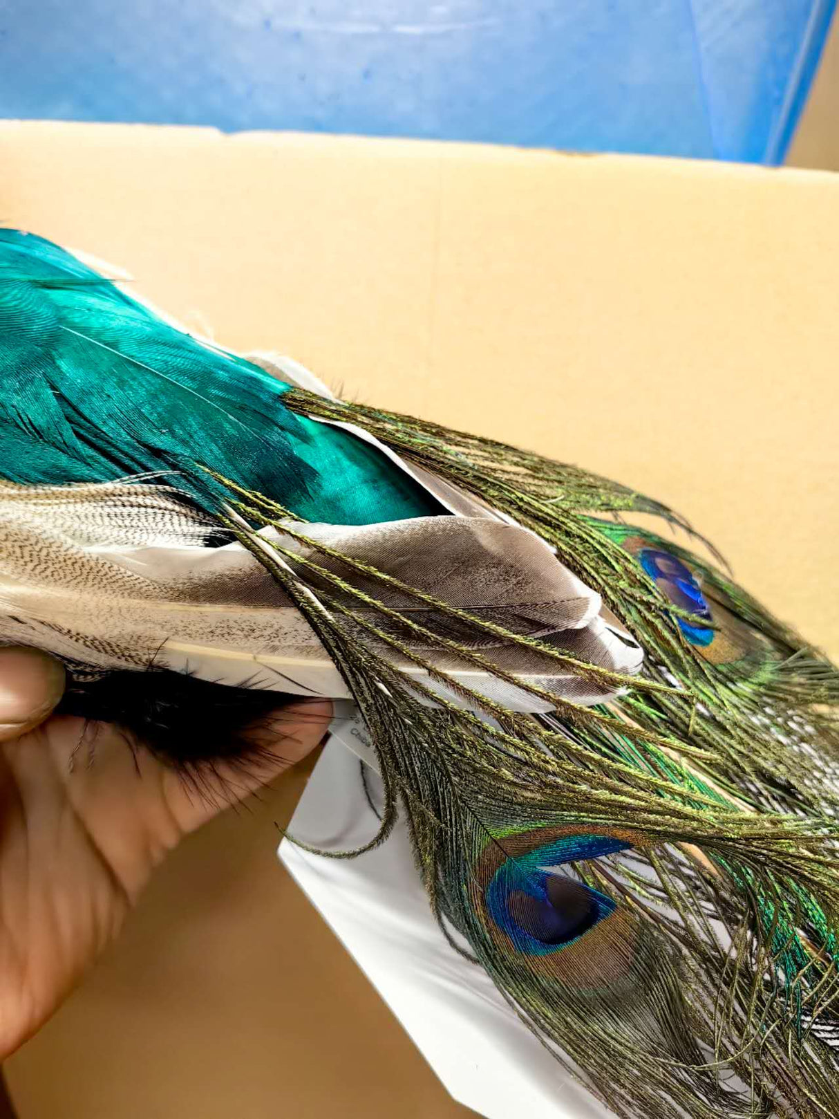 Ornament - Peacock - Natural Feather (Large)