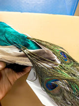 Ornament - Peacock - Natural Feather (Large)