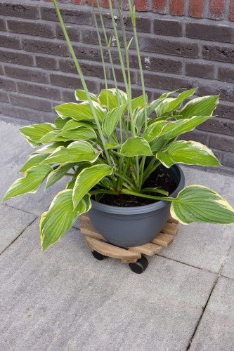 Outdoor Plant Trolley - Round Brown (Set of 2)