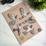 Wall Art - Pop Out Kereru Set