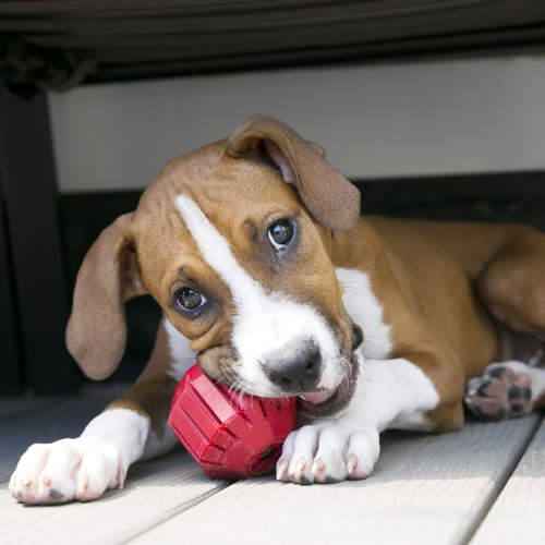 Dog Toy - KONG Stuff A Ball Medium (7.6 x 7.6 x 7.6cm)