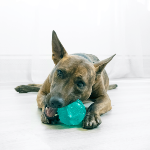 Dog Toy - KONG Squeezz Dental Ball