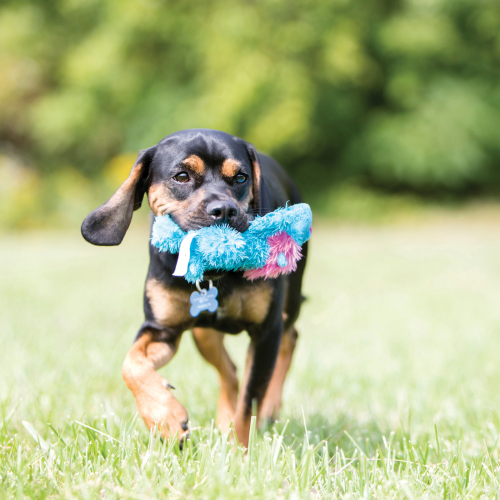 Dog Toy - KONG Cozie Lion King Dog Toy (Medium)