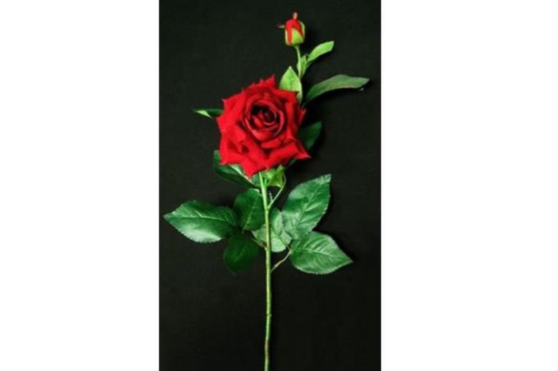 Velvet English Rose with Bud (Dark Burgundy)