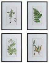Wall Art - BOTANICAL 1 (Set of 4)