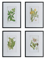 Wall Art - BOTANICAL 2 (Set of 4)