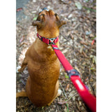Dog Lead - Ezy Dog Zero Shock Leash - 120cm - Red