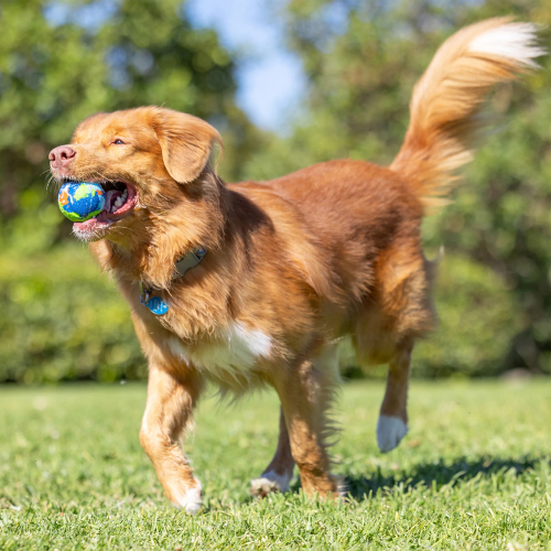 Fetch Ball - Eco Medium (2pk)