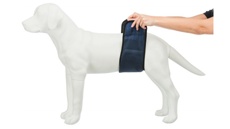 Belly Band for Male Dogs - Large (55-65cm)