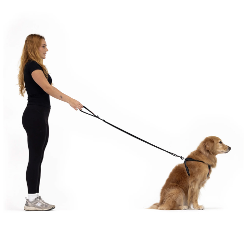 Adjustable Dog Leash - ED Essential 25mm (Black)