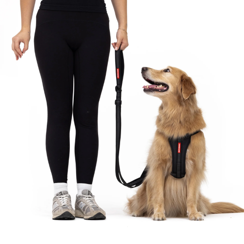 Adjustable Dog Leash - ED Essential 25mm (Black)