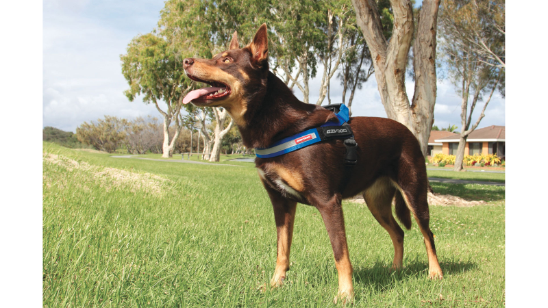 Dog Harness - ED Express Small (Purple)