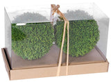 Boxwood Mini Set of 2 Ball in Box