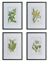 Wall Art - BOTANICAL 2 (Set of 4)