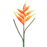 Artificial / Faux Flower  - Heliconia Flower Stem Orange