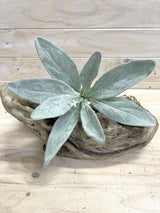 Artificial Silver Carpet Lamb Ear