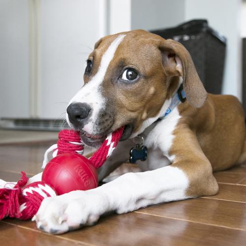 Dog Toy - KONG Small Ball With Rope