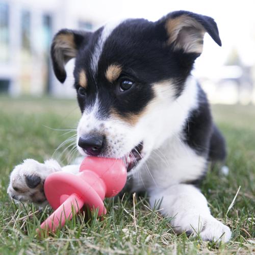 Dog Toy - KONG Binkie