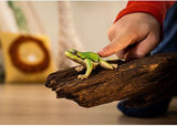 European Tree Frogs