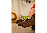 European Tree Frogs