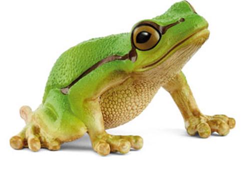 European Tree Frogs