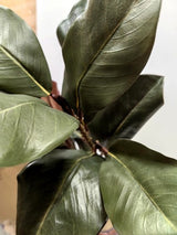 Artificial Large Magnolia Leaf Spray X 2 (Green)