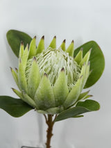 Artificial Large King Protea (Green)