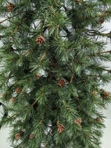 Needle Pine Christmas Tree with Cones & 200 LED Lights - 6'
