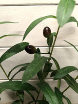 Artificial Olice Spray w/Olives