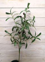 Artificial Olice Spray w/Olives