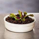Emile Henry Cr?me Br?lée Ramekin 13cm - Clay