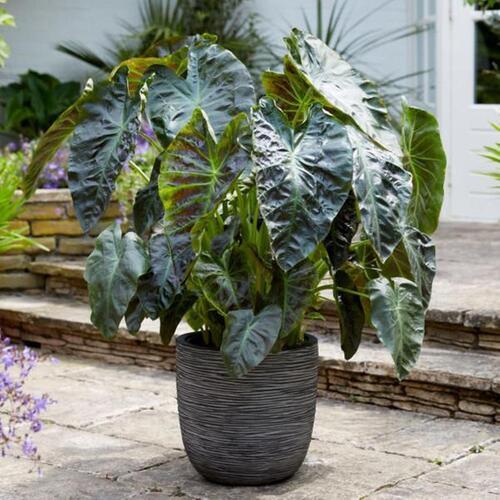 Capi Lightweight Rib Egg Pot Anthracite M