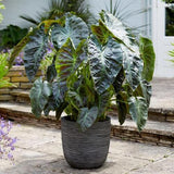 Capi Lightweight Rib Egg Pot Anthracite M