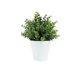 Botanicals Collection Artificial Eucalyptus Plant In Pot 11cm